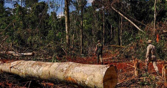 multa ibama amazônia crime ambiental